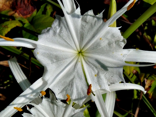 {Hymenocallis occidentalis}